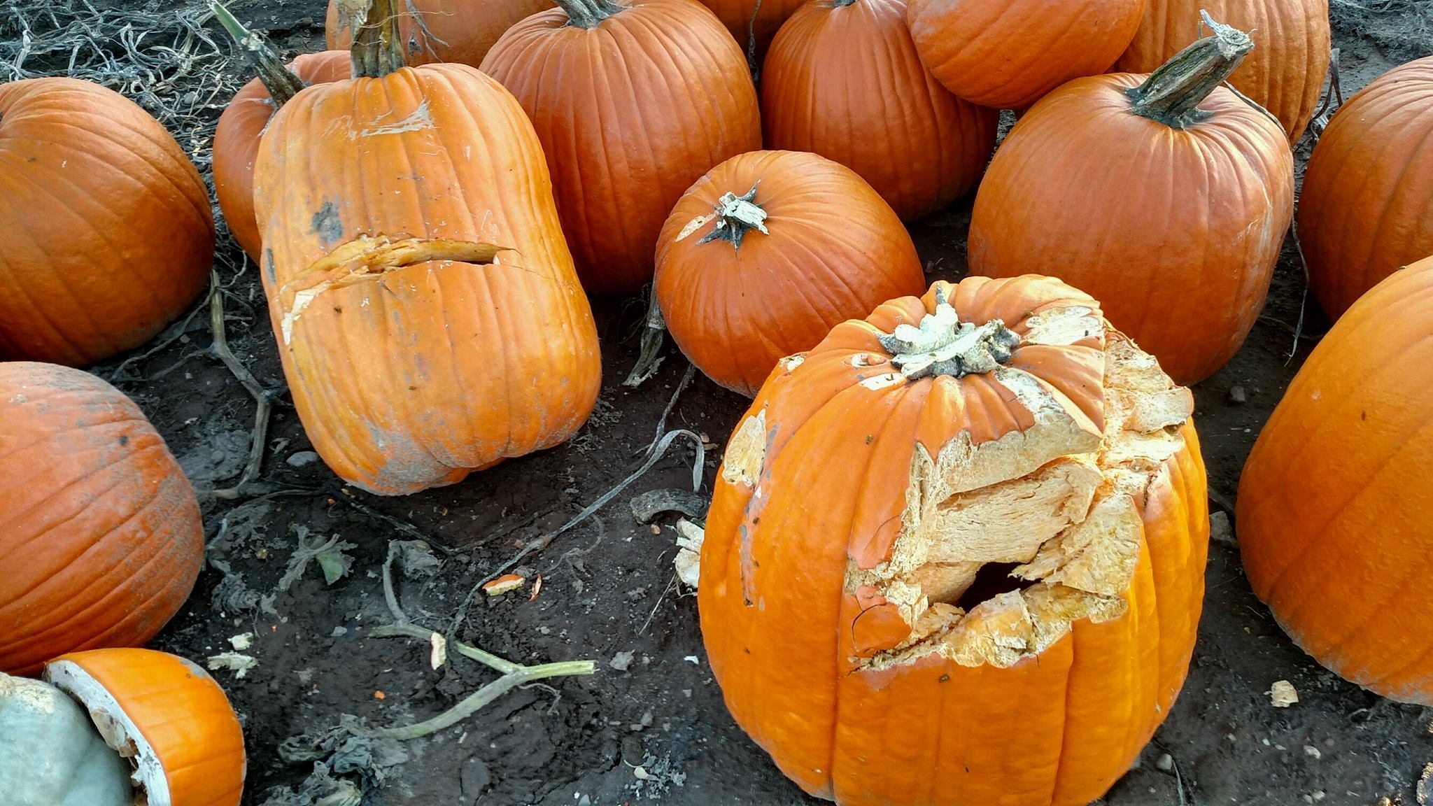 Pittsville police investigate mailboxes smashed with pumpkins