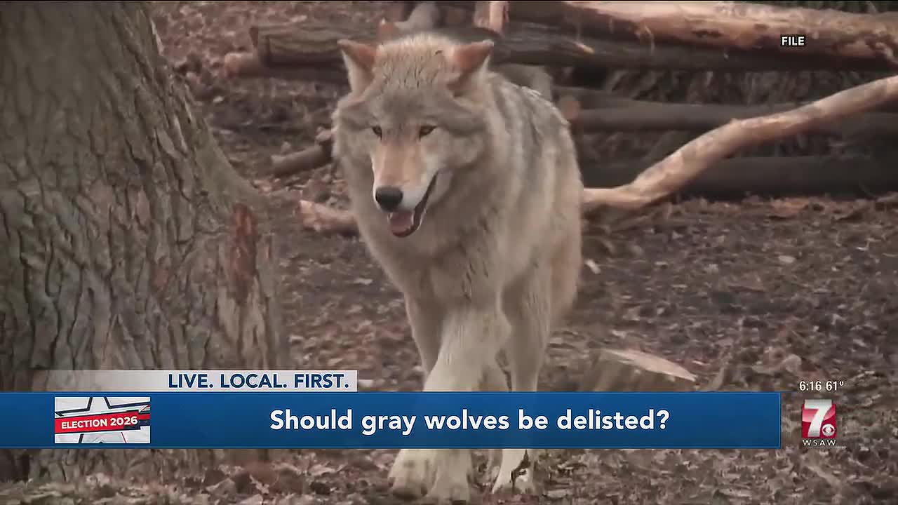 Wolf Euthanizations in Price County Prompt Delisting Calls From Fred Clark