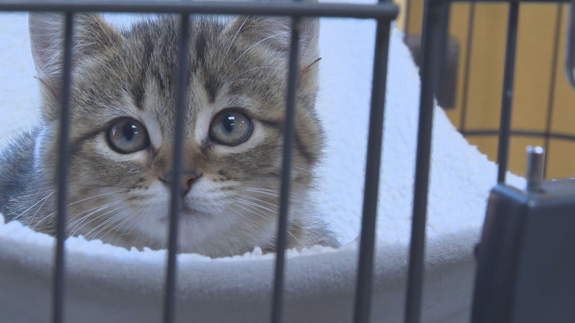 Humane Society, Law Enforcement Remove 20 Animals From Lincoln County Home