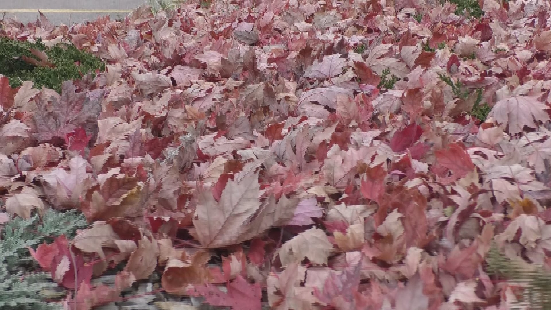 United Way of Marathon County Seeks Volunteers for Annual Leaf-Raking Event
