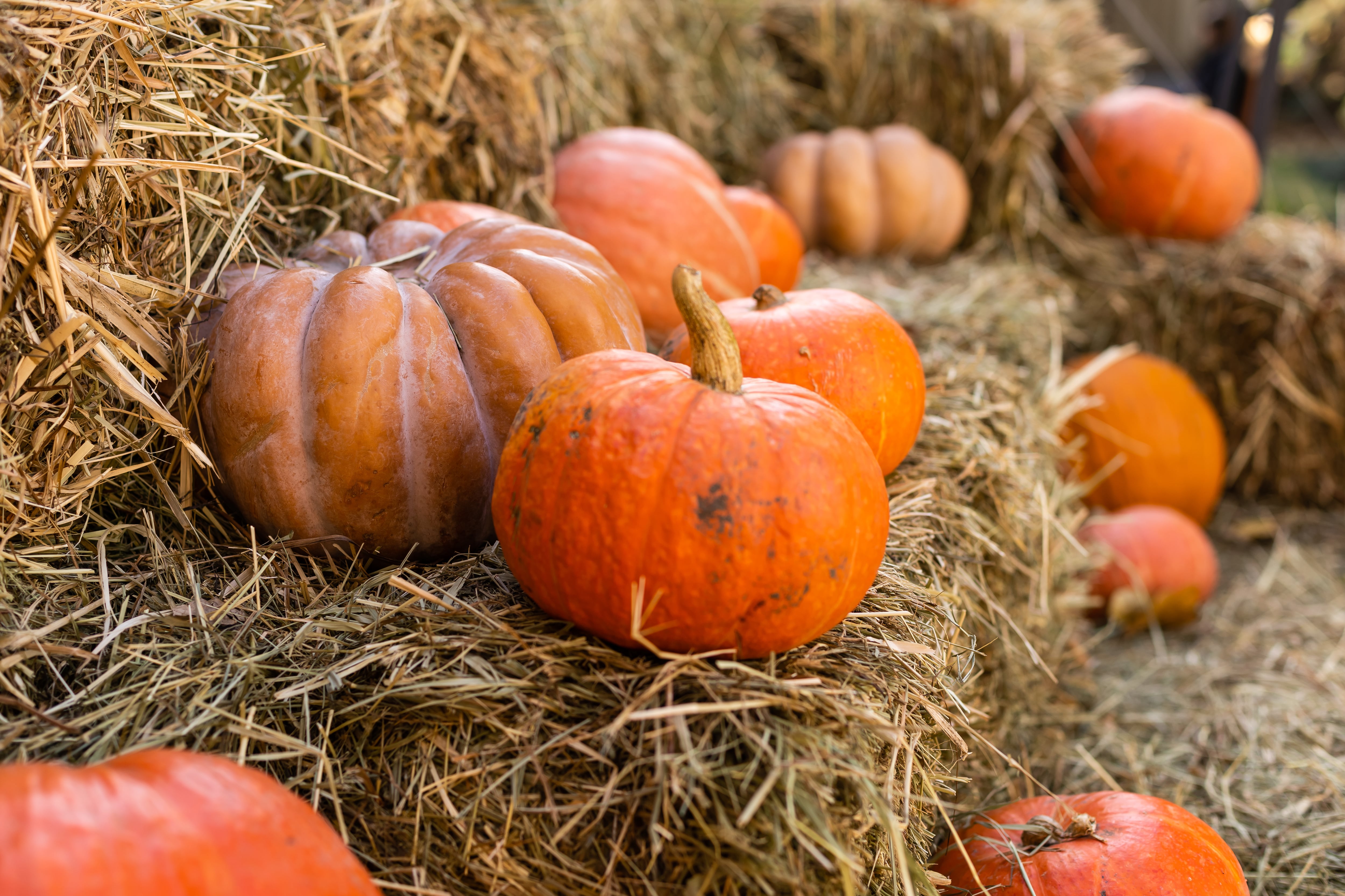 Lake Tomahawk Gears Up for 11th Annual Autumn on Main Street Celebration