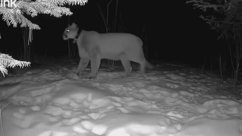Male cougar spotted walking through Weston neighborhood.
