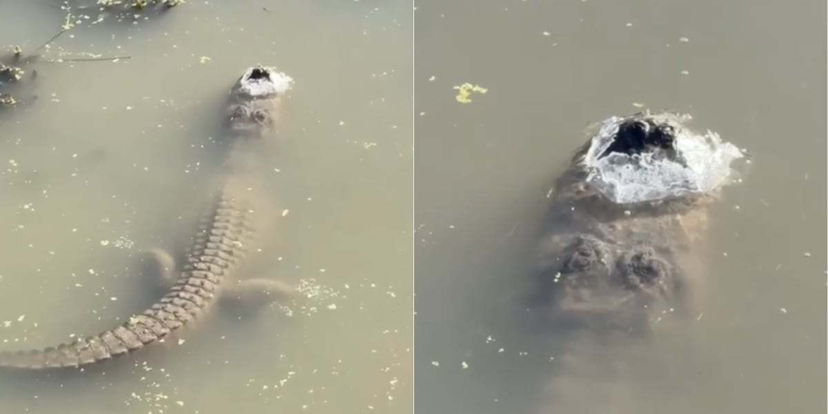 Alligator submerged in frozen water breathes with nostrils sticking up ...