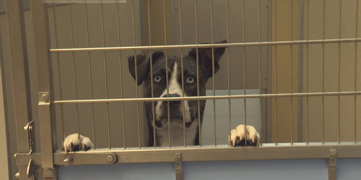 Humane Society of Marathon County freezes dog surrenders Humane Society of Marathon County freezes dog surrenders