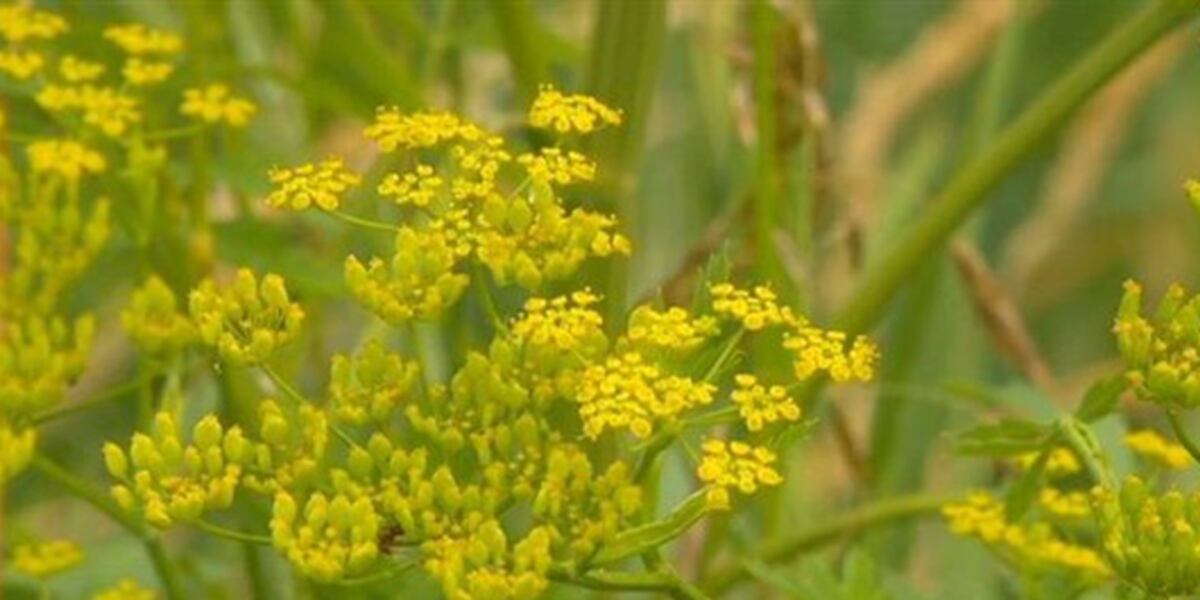 Weed Whacking Rash Roadside weed blamed for blisters and rash