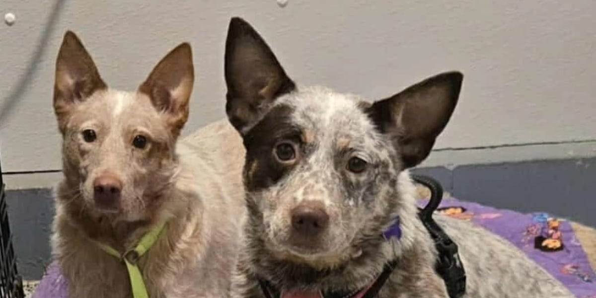 2 people arrested in Juneau Co. after hundreds of animals rescued from home