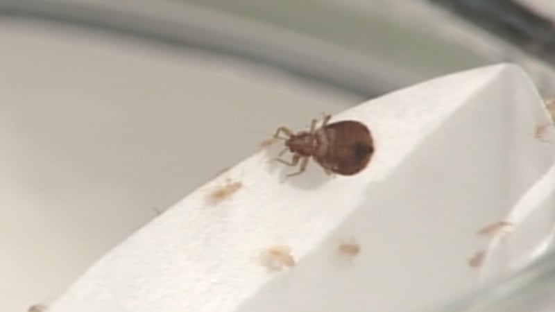 Bedbugs found in student's computer who attends Northside High School.