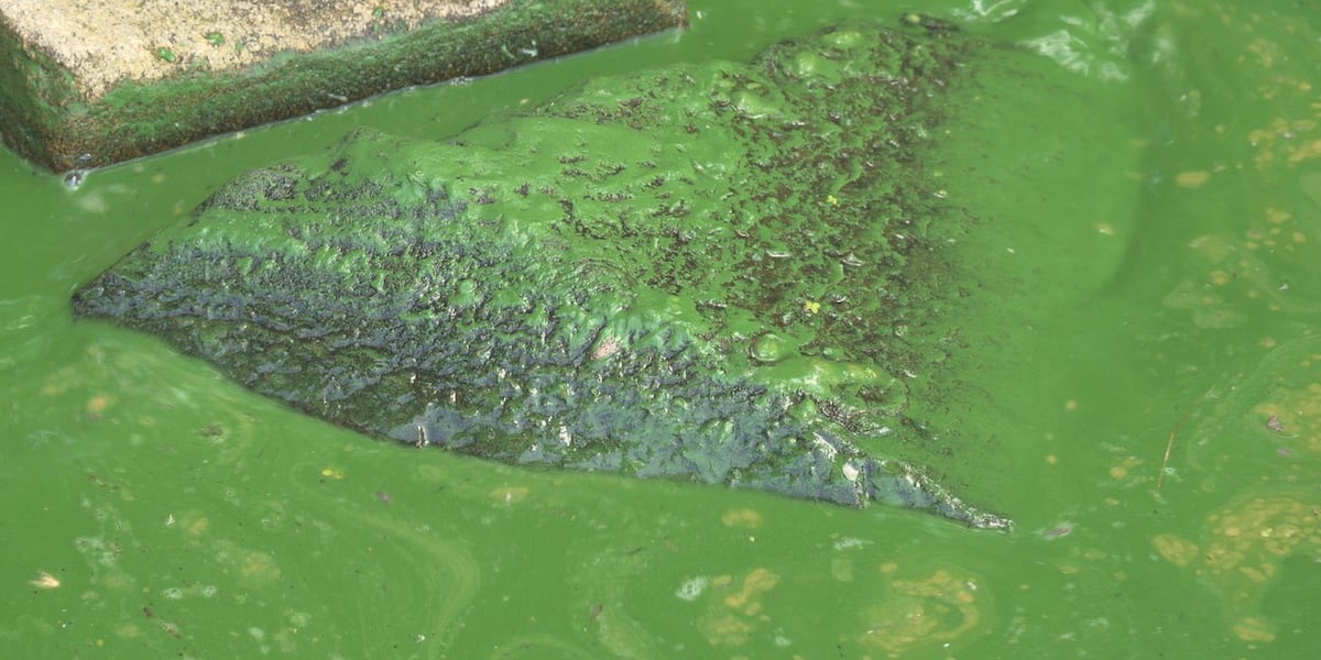 Health officials issue blue-green algae advisory for Lake Du Bay