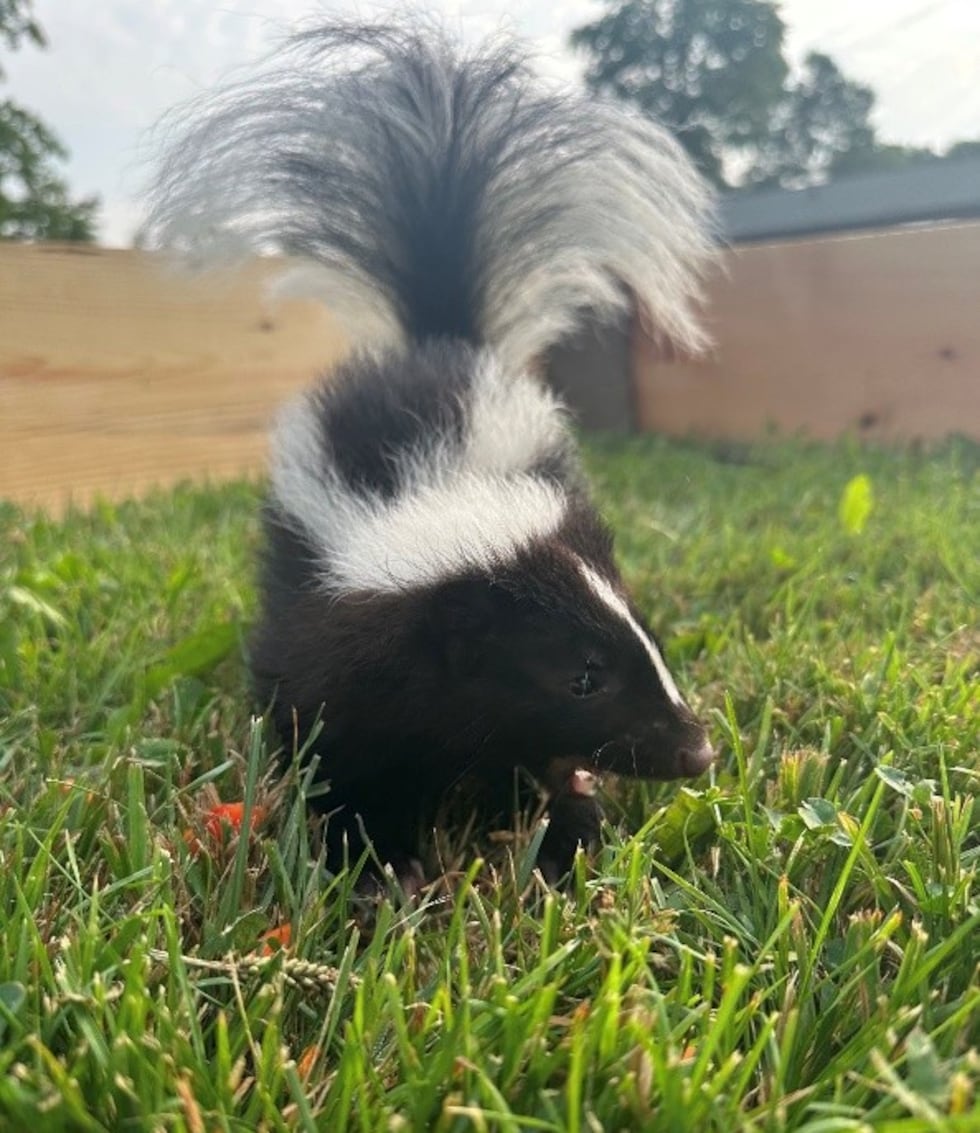Marshfield’s Wildwood Zoo welcomes new skunk