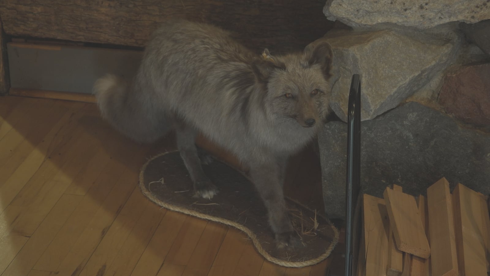 Fax Farm Fromm Brothers fox farm: From world-renowned fur empire to historical site