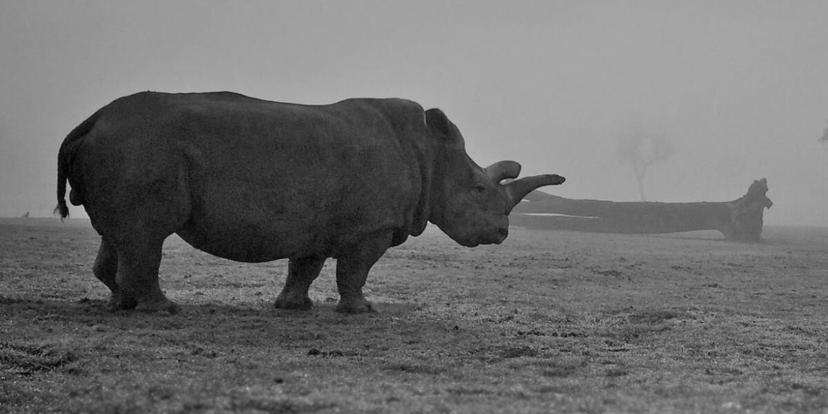 Madison Rinio Madison zoo euthanized white rhino