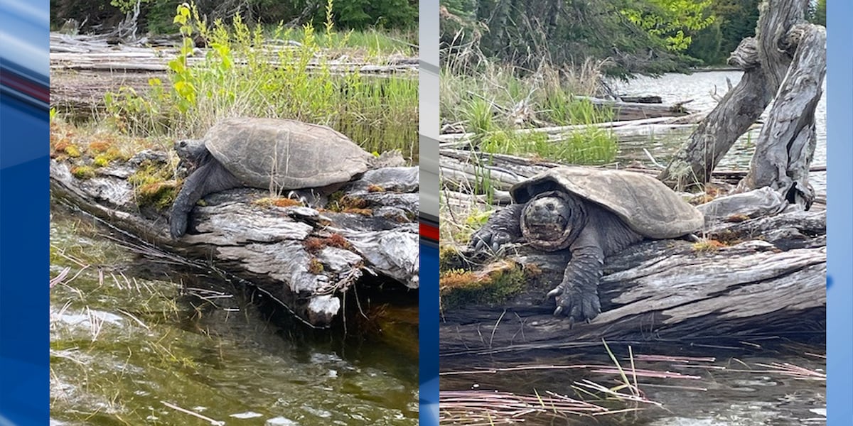 Merder Turtle ‘Is that real?’ Massive turtle photographed near Mercer
