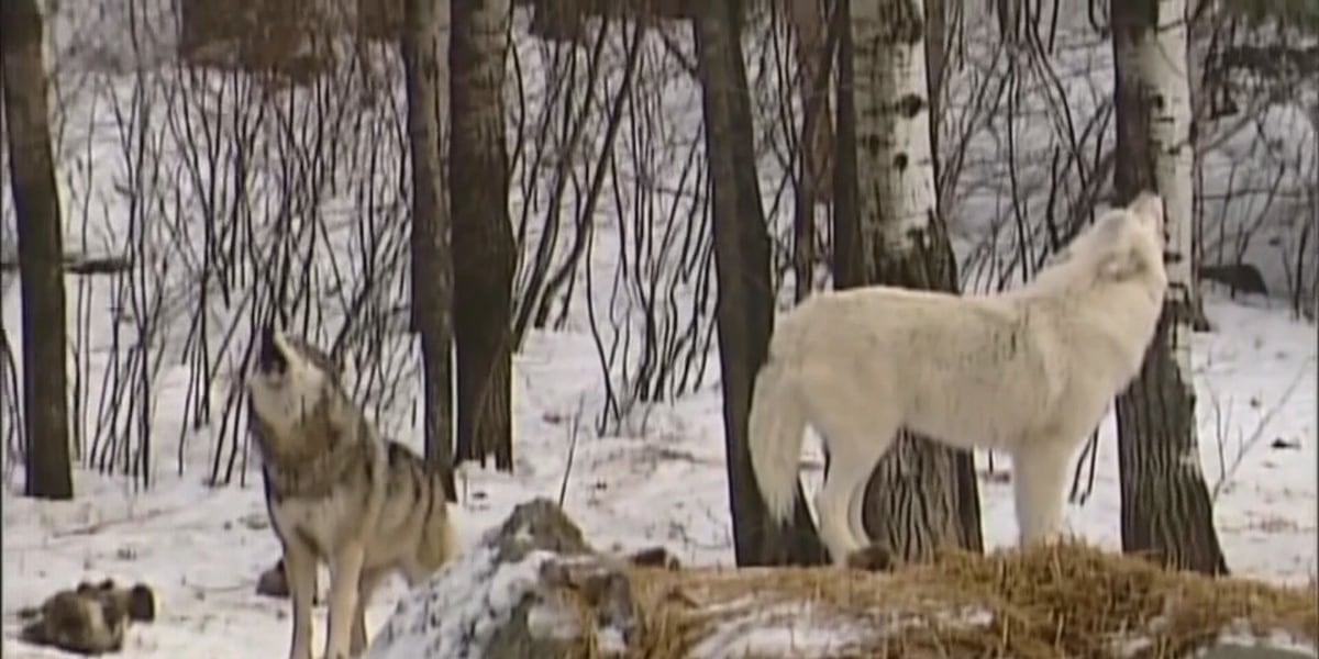 Volunteers learn to track, count wolves