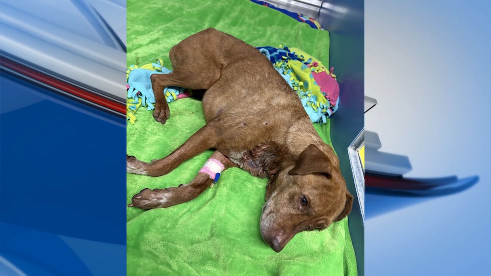 Sheriff’s Office investigates dog found shot in Shawano County; public asked to help