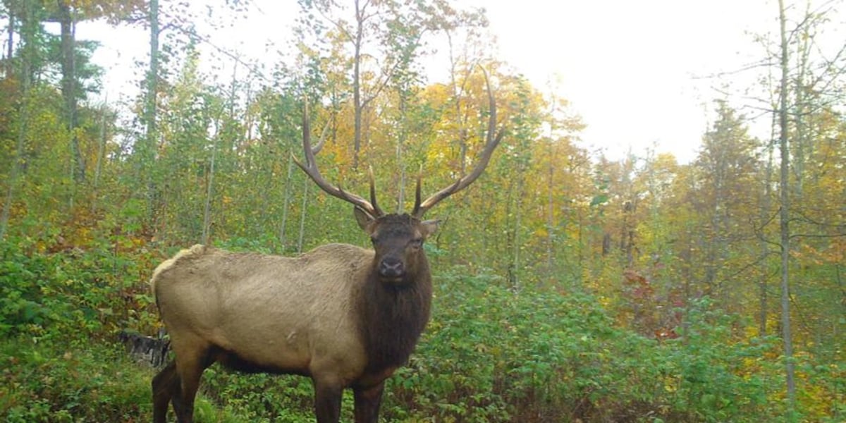Application Period For 2025 Elk Season Opens Saturday application-period-for-2025-elk-season-opens-saturday
