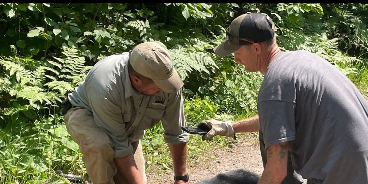 Bear with plastic jar stuck on its head free in northern Wisconsin