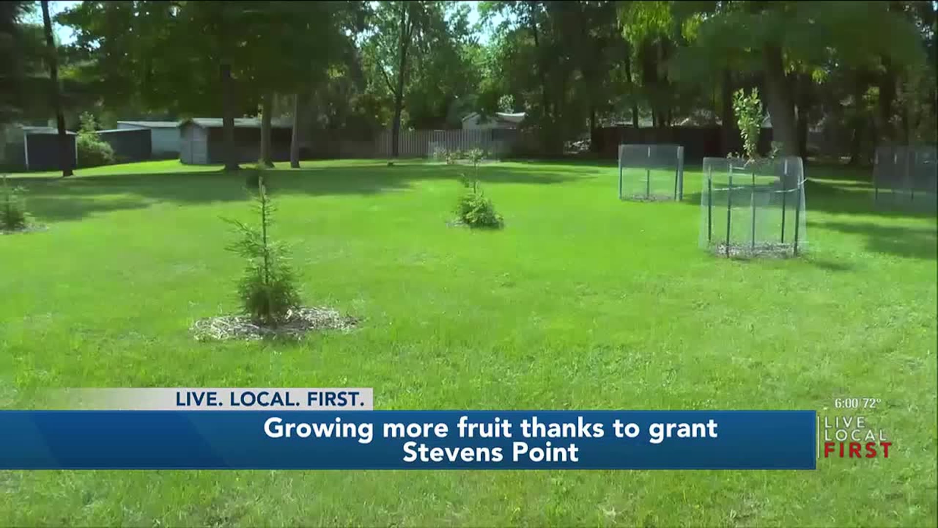 Stevens Point forestry, DNR grant, tree replacement, fruit trees