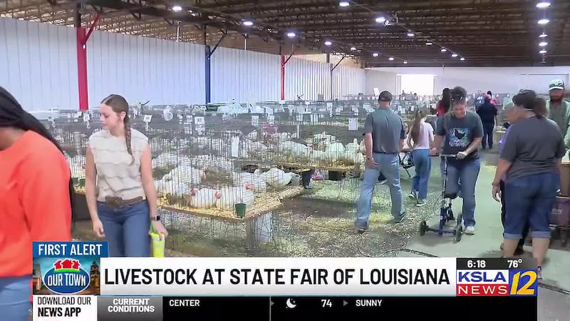 Students are showing livestock at the State Fair of Louisiana that they spent weeks, and in...